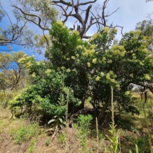 Ligustrum lucidum at Jerrabomberra, ACT - 25 Jan 2022