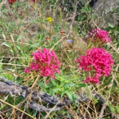 Centranthus ruber (Red Valerian, Kiss-me-quick, Jupiter's Beard) at Jerrabomberra, ACT - 25 Jan 2022 by Mike