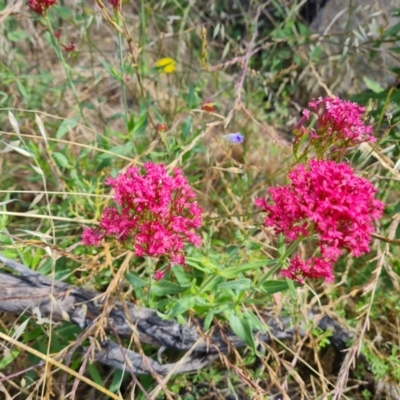 Centranthus ruber (Red Valerian, Kiss-me-quick, Jupiter's Beard) at Jerrabomberra, ACT - 25 Jan 2022 by Mike