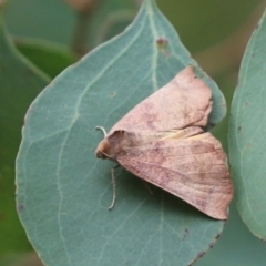 Mnesampela privata (Autumn Gum Moth) at Cook, ACT - 22 Jan 2022 by Tammy