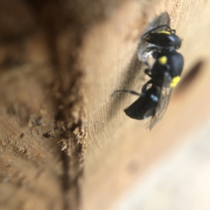 Hylaeus (Euprosopis) honestus at Belconnen, ACT - 25 Jan 2022 10:43 AM