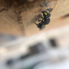 Hylaeus (Euprosopis) honestus at Belconnen, ACT - 25 Jan 2022 10:43 AM