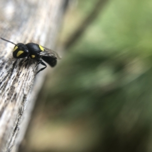 Hylaeus (Euprosopis) honestus at Belconnen, ACT - 25 Jan 2022 10:43 AM