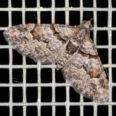 Phrissogonus laticostata (Apple looper moth) at Kambah, ACT - 24 Jan 2022 by Marthijn