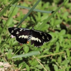 Cruria donowani (Crow or Donovan's Day Moth) at Condobolin, NSW - 23 Feb 2021 by Tammy