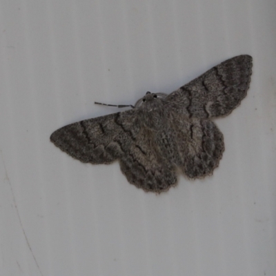 Crypsiphona ocultaria (Red-lined Looper Moth) at Aranda Bushland - 16 Mar 2021 by Tammy