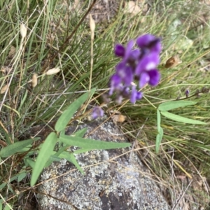 Glycine clandestina at Marchmont, NSW - 25 Jan 2022