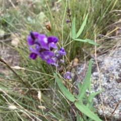 Glycine clandestina at Marchmont, NSW - 25 Jan 2022