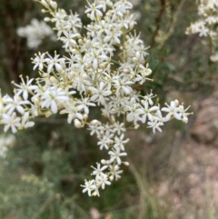 Bursaria spinosa at Yass, NSW - 25 Jan 2022