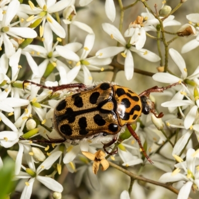 Neorrhina punctata (Spotted flower chafer) at Aranda Bushland - 24 Jan 2022 by Roger