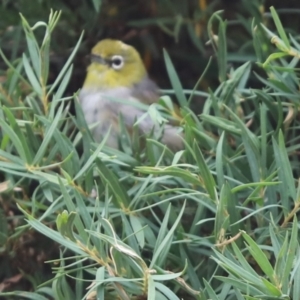 Zosterops lateralis at Kaleen, ACT - 24 Jan 2022 11:05 AM