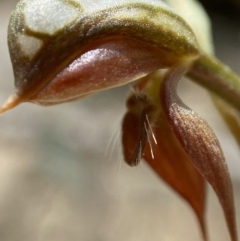 Oligochaetochilus squamatus (Southern Rustyhood) at Paddys River, ACT - 25 Jan 2022 by AJB