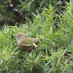 Acanthiza pusilla (Brown Thornbill) at Kaleen, ACT - 24 Jan 2022 by Tammy
