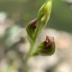 Speculantha rubescens at Paddys River, ACT - 25 Jan 2022