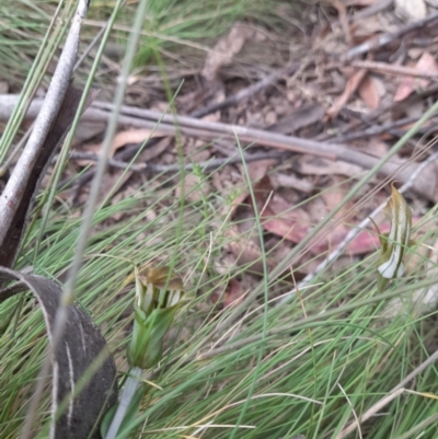 Diplodium aestivum (Long-tongued Summer Greenhood) at Cotter River, ACT - 25 Jan 2022 by StephCJ