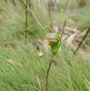 Diplodium aestivum at Cotter River, ACT - 25 Jan 2022