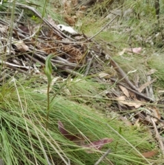 Diplodium aestivum at Cotter River, ACT - 25 Jan 2022