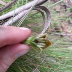 Diplodium aestivum at Cotter River, ACT - 25 Jan 2022