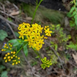 Senecio linearifolius at Cotter River, ACT - 25 Jan 2022