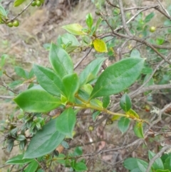 Coprosma hirtella (Currant Bush) at Cotter River, ACT - 24 Jan 2022 by StephCJ