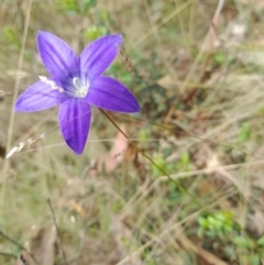 Wahlenbergia gloriosa (Royal Bluebell) at Cotter River, ACT - 25 Jan 2022 by StephCJ