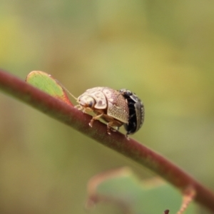 Paropsisterna decolorata at Mount Clear, ACT - 24 Jan 2022