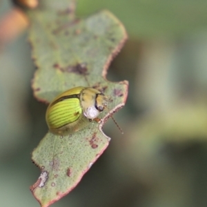 Paropsisterna hectica at Mount Clear, ACT - 24 Jan 2022