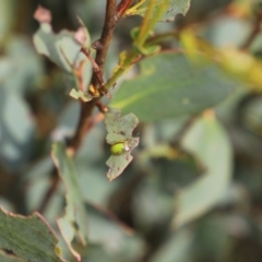 Paropsisterna hectica at Mount Clear, ACT - 24 Jan 2022