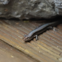 Lampropholis delicata (Delicate Skink) at Cook, ACT - 24 Jan 2022 by Tammy