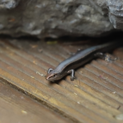 Lampropholis delicata (Delicate Skink) at Cook, ACT - 25 Jan 2022 by Tammy