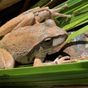 Litoria lesueuri at Cotter River, ACT - 25 Jan 2022