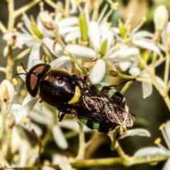 Odontomyia hunteri (Soldier fly) at Molonglo Valley, ACT - 25 Jan 2022 by Roger