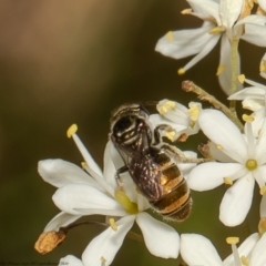 Lipotriches flavoviridis species group at Cook, ACT - 25 Jan 2022 by Roger