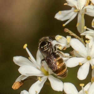 Lipotriches flavoviridis species group at Cook, ACT - 25 Jan 2022