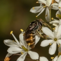 Lipotriches flavoviridis species group at Cook, ACT - 25 Jan 2022