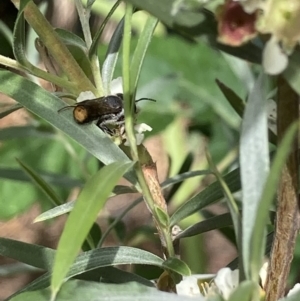 Megachile ferox at Theodore, ACT - 25 Jan 2022 03:51 PM