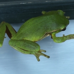 Litoria nudidigita (Narrow-fringed Tree-frog) at Lilli Pilli, NSW - 23 Jan 2022 by jbromilow50