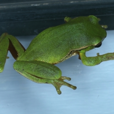 Litoria nudidigita (Narrow-fringed Tree-frog) at Lilli Pilli, NSW - 23 Jan 2022 by jbromilow50