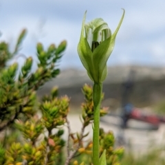 Pterostylis monticola (Large Mountain Greenhood) at Kosciuszko National Park, NSW - 25 Jan 2022 by Rebeccajgee