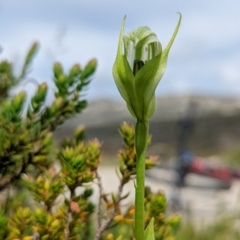 Pterostylis monticola (Large Mountain Greenhood) at Kosciuszko National Park, NSW - 24 Jan 2022 by Rebeccajgee