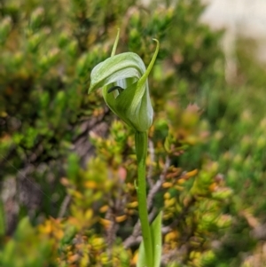 Pterostylis monticola at Kosciuszko National Park, NSW - suppressed