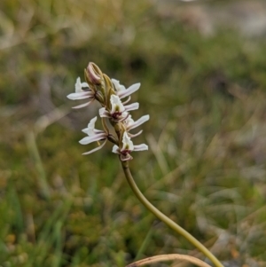 Paraprasophyllum alpestre at Kosciuszko, NSW - suppressed