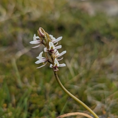 Paraprasophyllum alpestre (Mauve leek orchid) at Kosciuszko, NSW - 25 Jan 2022 by Rebeccajgee