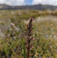 Prasophyllum tadgellianum (Tadgell's leek orchid) at Kosciuszko, NSW - 25 Jan 2022 by Rebeccajgee