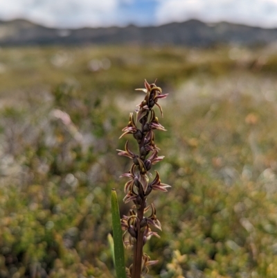 Prasophyllum tadgellianum (Tadgell's leek orchid) at Kosciuszko, NSW - 25 Jan 2022 by Rebeccajgee