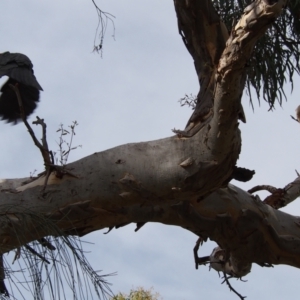 Callocephalon fimbriatum at Hackett, ACT - suppressed