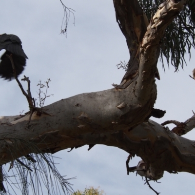 Callocephalon fimbriatum (Gang-gang Cockatoo) at Mount Majura - 23 Jan 2022 by MargL