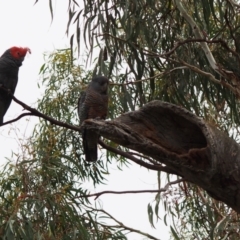 Callocephalon fimbriatum at Hackett, ACT - suppressed