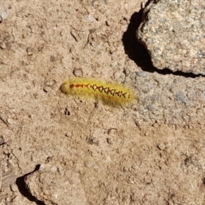 Trichiocercus sparshalli at Mount Clear, ACT - 23 Jan 2022