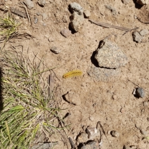 Trichiocercus sparshalli at Mount Clear, ACT - 23 Jan 2022 02:02 PM